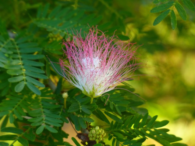 IMG_20130101_113009.jpg image