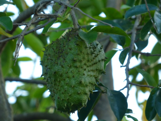 IMG_20130101_113516.jpg image