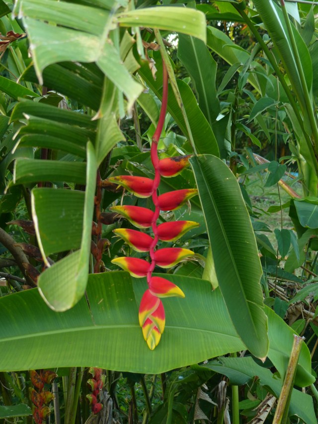 IMG_20130101_113723.jpg image