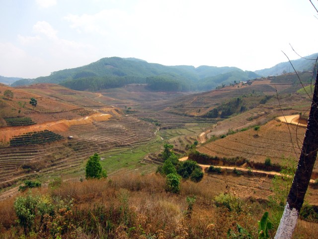 Brown terraces