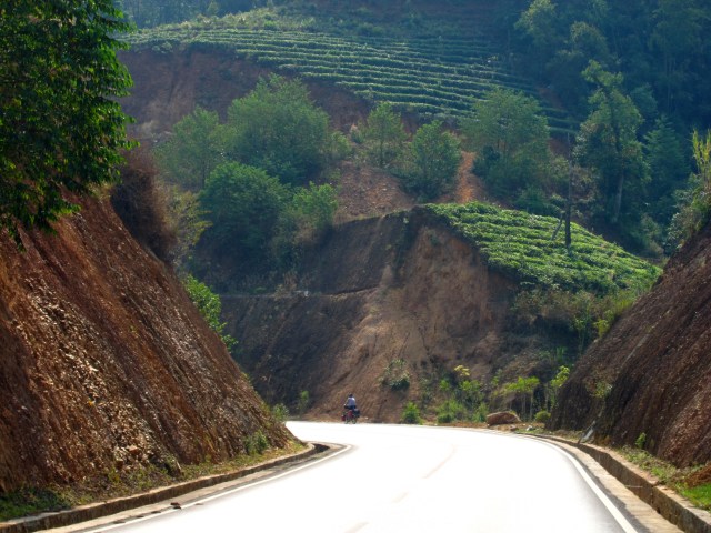 Tea vs. road construction
