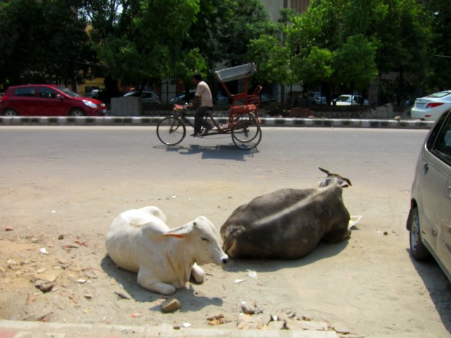 Cows chilling in the road