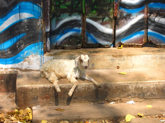 Baby goat taking a snooze