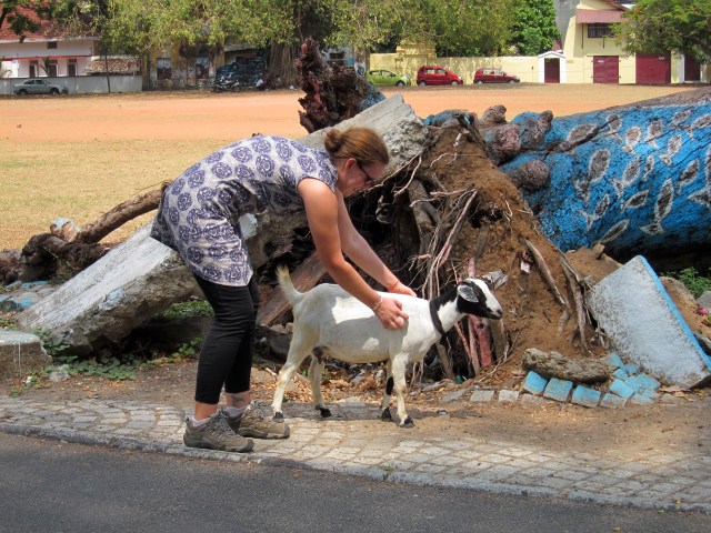 A little goat scratching