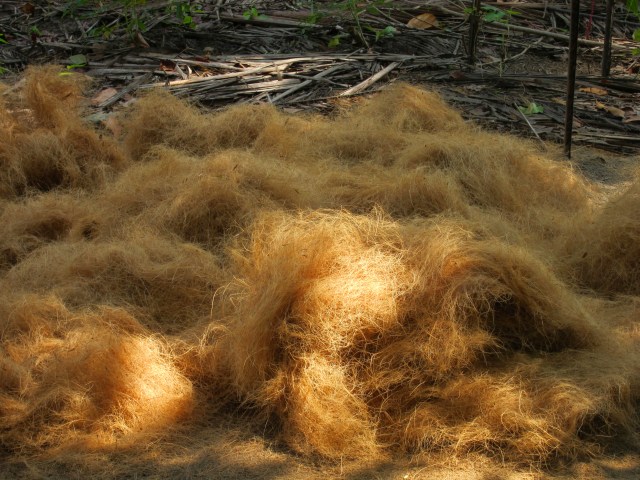 Coconut fibers