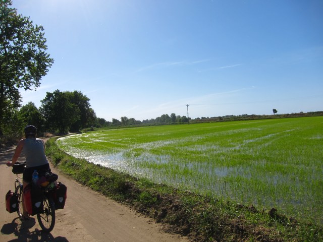 Rice fields