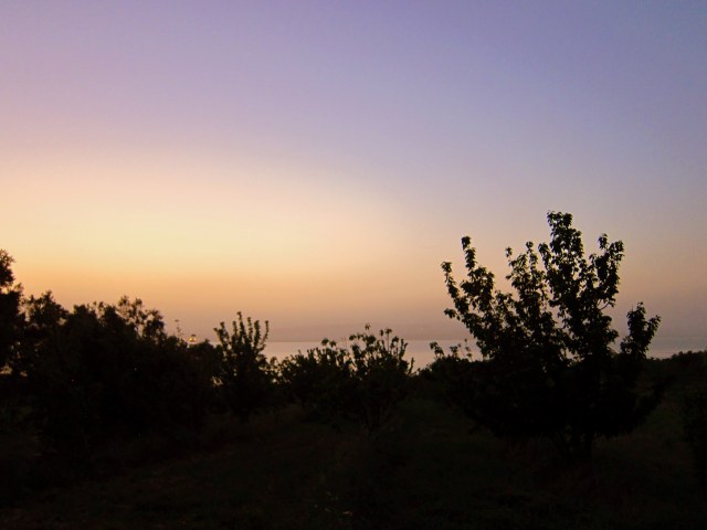 Nighttime among the cherry trees 