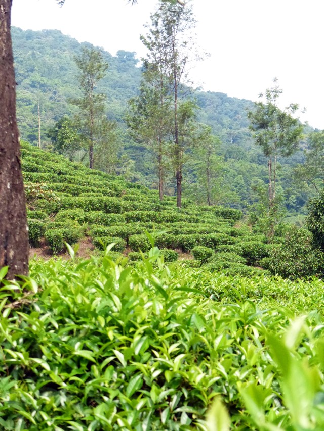 Tea plantation