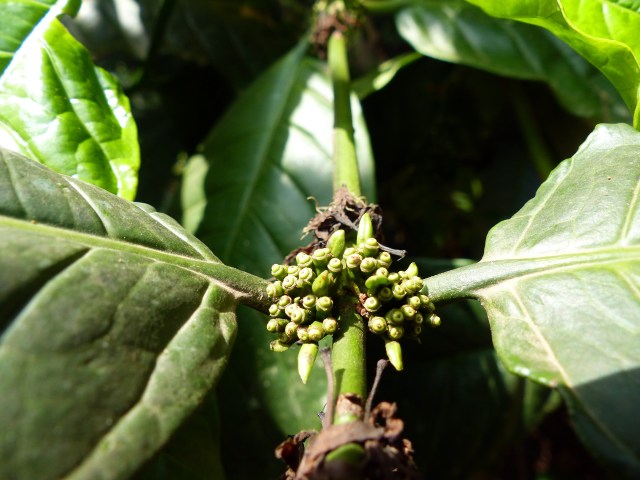Coffee berries