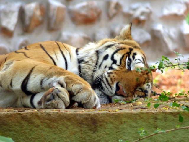 Tired Tiger
