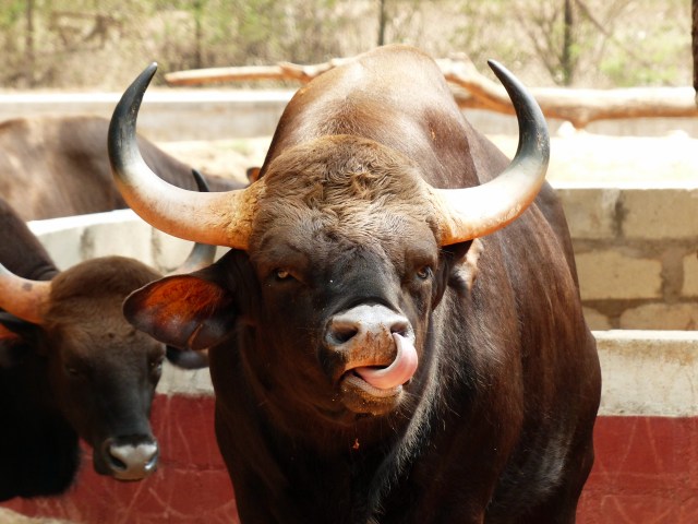 The gaur picked you a present