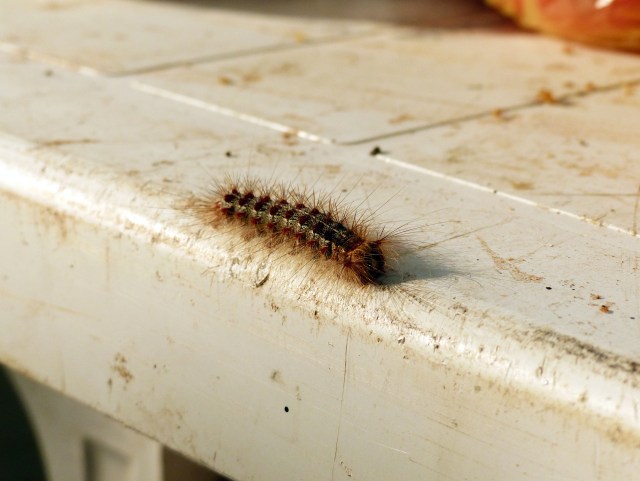 Caterpillar