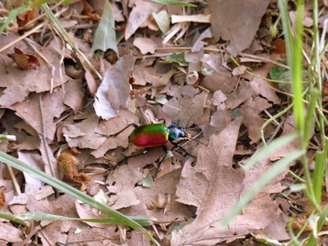 Rainbow beetle