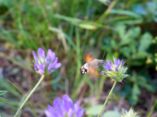 Hummingbird Moth