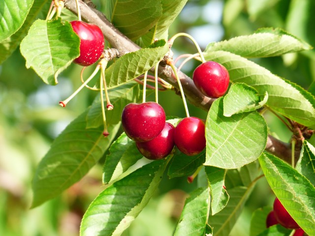 Cherries