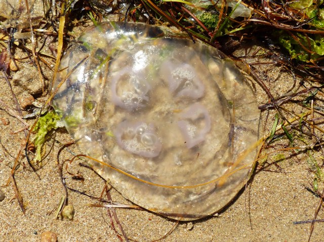 Jellyfish