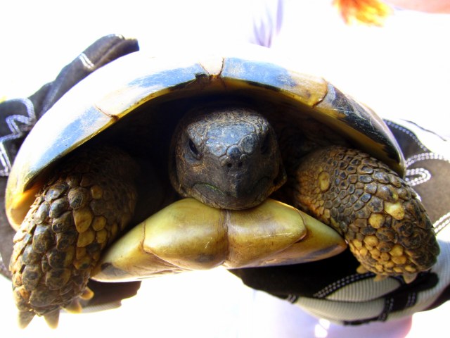 Turtle close-up