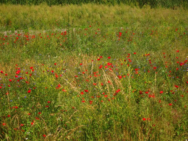 Wildflower field