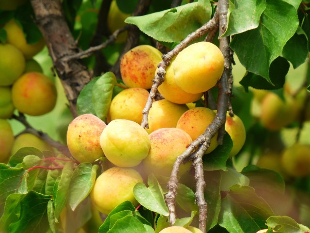 Apricots