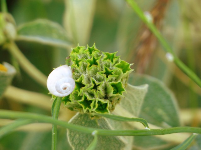 Snail and star plant