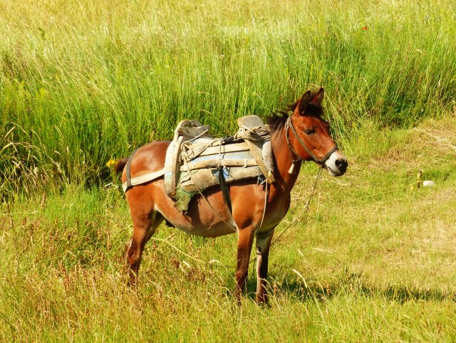 Maybe I will switch from a bike to a horse?