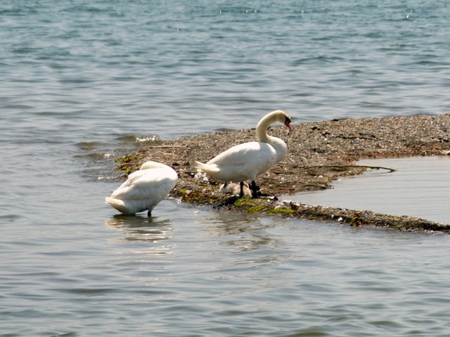 Swans on the lake
