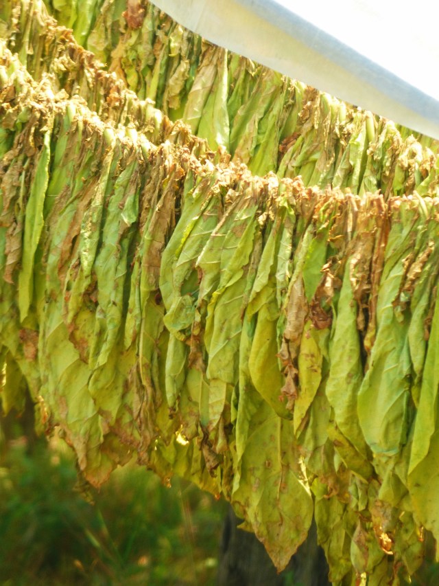 Tobacco drying