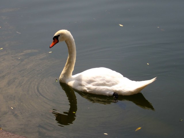 Swan