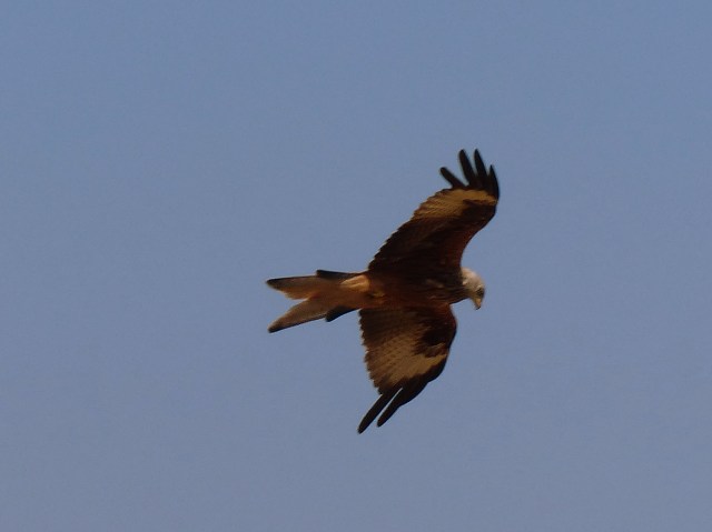 Some sort of bird of prey