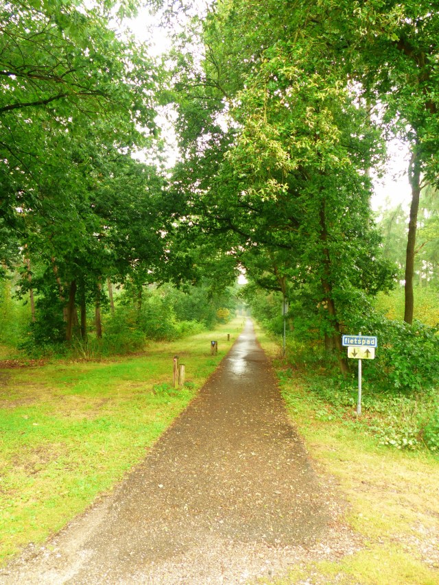 Bike path in the trees