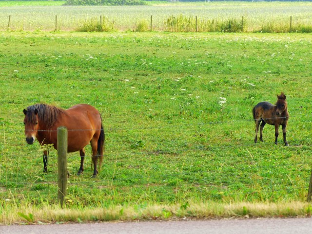 Fat ponies