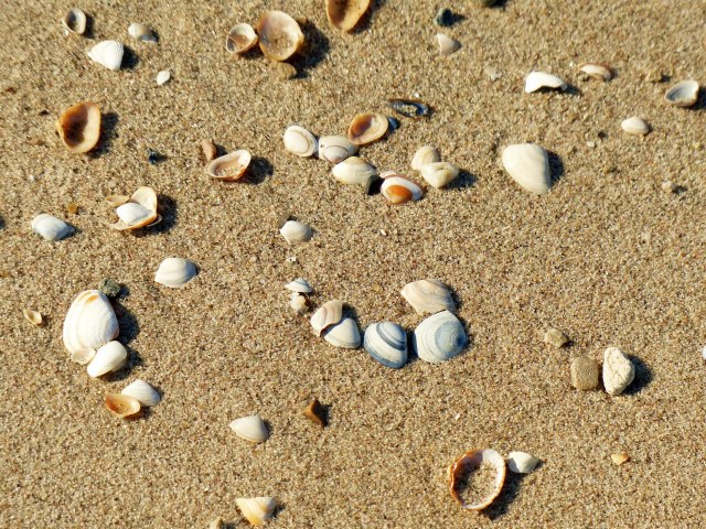 Seashells