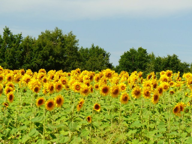 Sunflowers