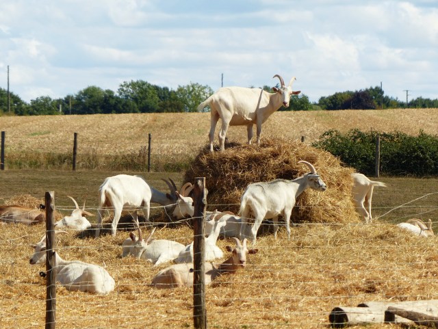 First sight of the goats