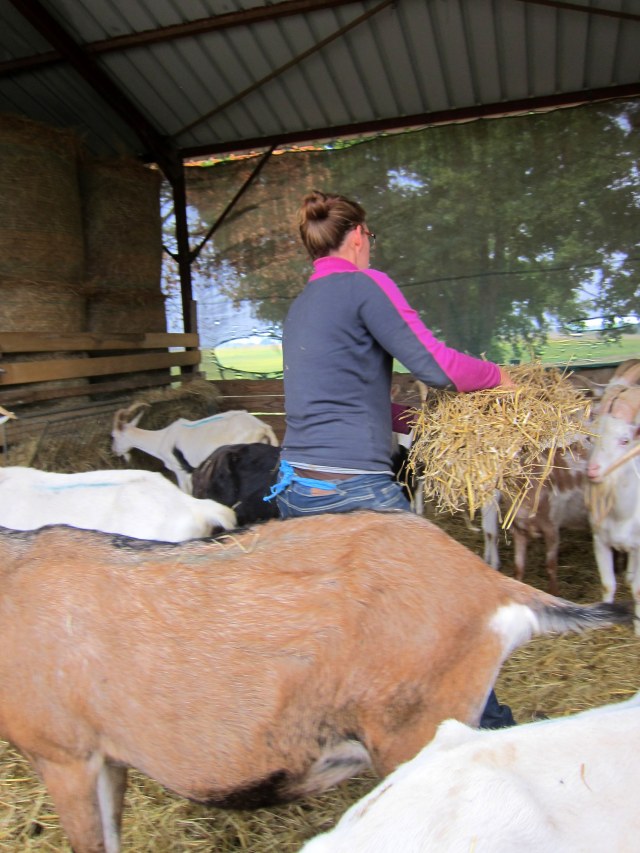 Fresh straw for the billies