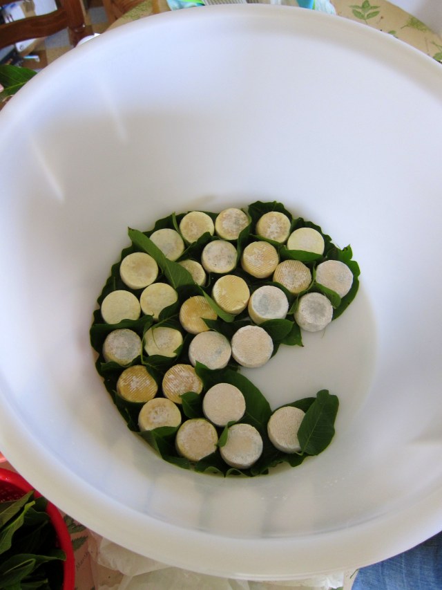 Crottins with walnut leaves
