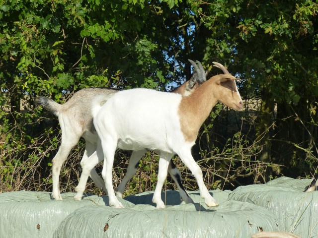 Impatience on a hay bale