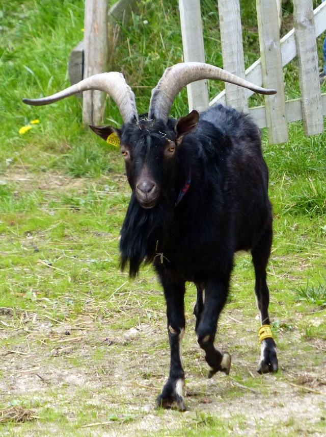 Gangster, the lucky groom